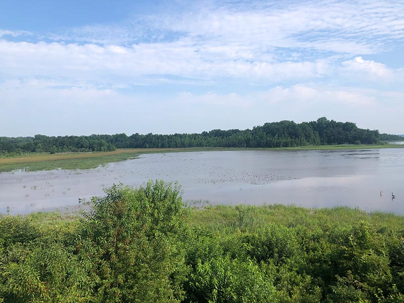 View from Raymond Observation Tower at Bombay Hook NWR