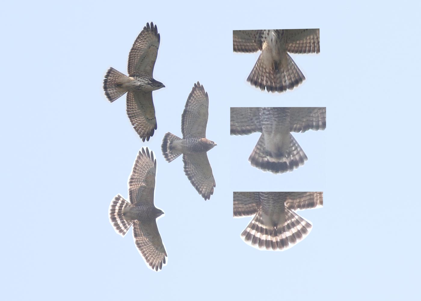The unusual adult Broad-winged Hawk (middle) compared with a typical adult (bottom) and juvenile (top) tail pattern © Bobby Brown