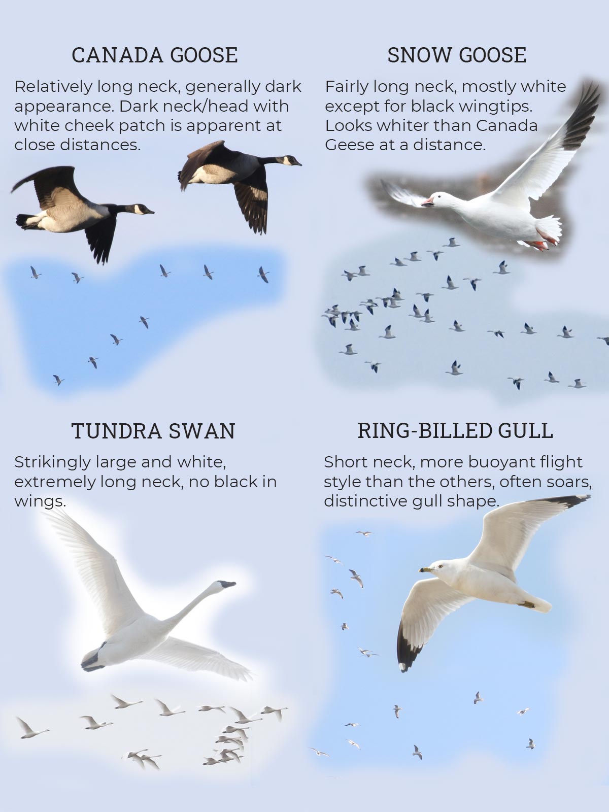 Graphic showing how to identify bird flocks seen in the early spring