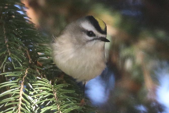 Golden-crowned Kinglet showing typical yellow crown