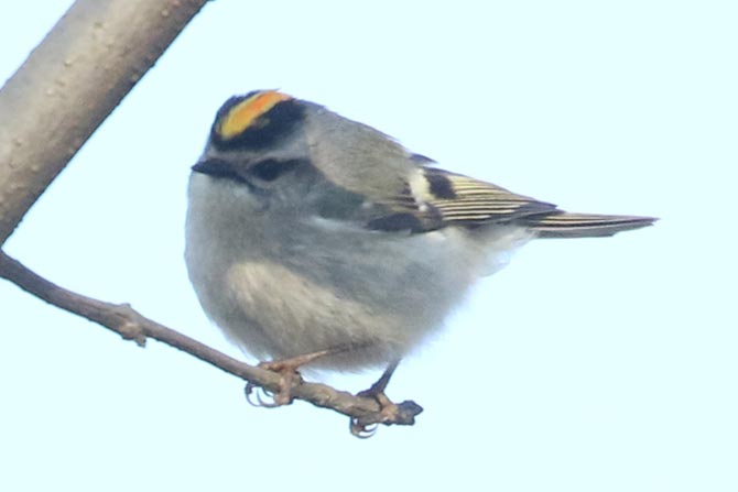 Golden-crowned Kinglet with the center of the crown showing