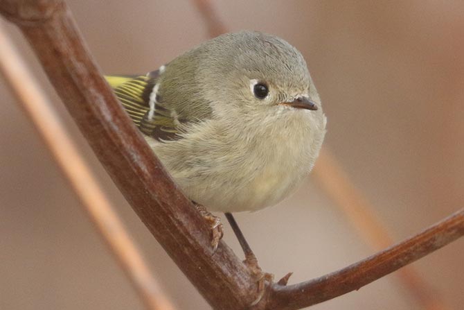 Ruby-crowned Kinglet - greener overall tones