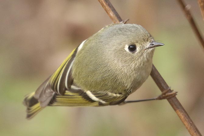 Ruby-crowned Kinglet with no red crown visible
