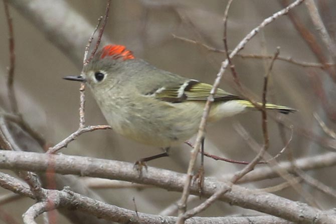 Ruby-crowned Kinglet with the red crown showing