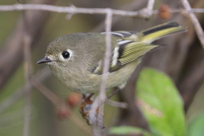 Ruby-crowned Kinglet - plain face and head