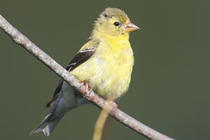 American Goldfinch © Bobby Brown