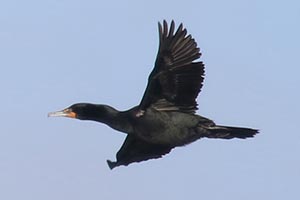 Double-crested Cormorant © Bobby Brown