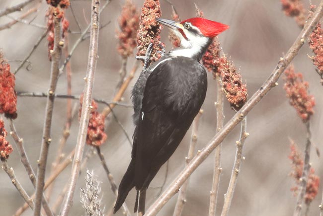 Pileated Woodpecker © Bobby Brown