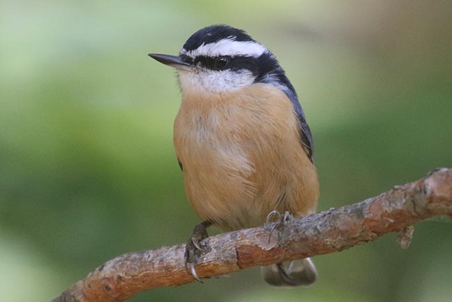 Red-breasted Nuthatch © Bobby Brown