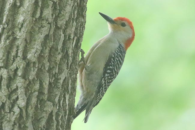 Red-bellied Woodpecker © Bobby Brown