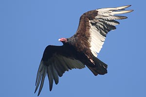Turkey Vulture © Bobby Brown