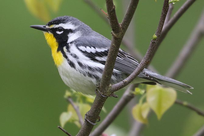 Yellow-throated Warbler © Bobby Brown
