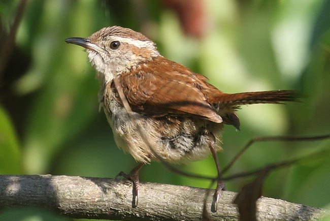 Carolina Wren perched on a branch © Bobby Brown
