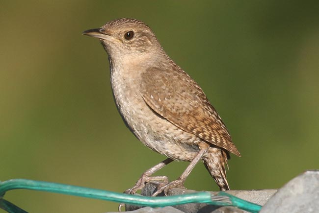 House Wren perched © Bobby Brown