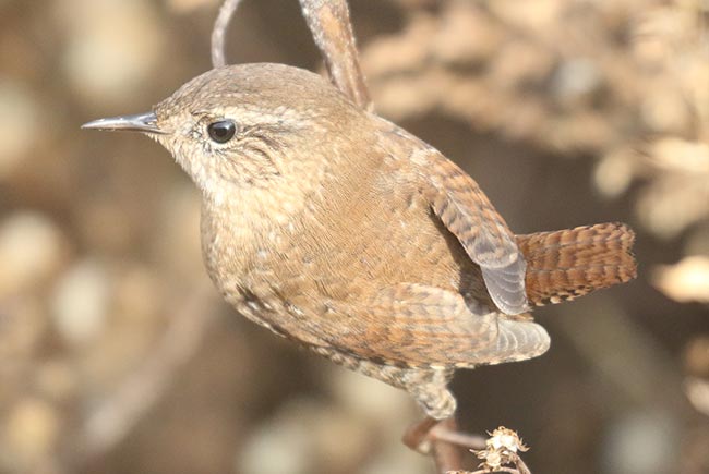 Winter Wren perched on brush © Bobby Brown
