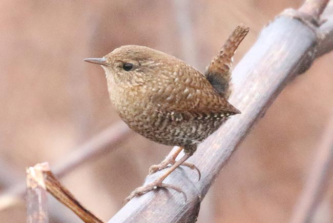 Winter Wren typical posture © Bobby Brown