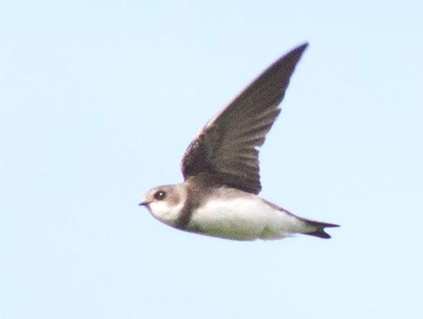 Flying Bank Swallow viewed from the side