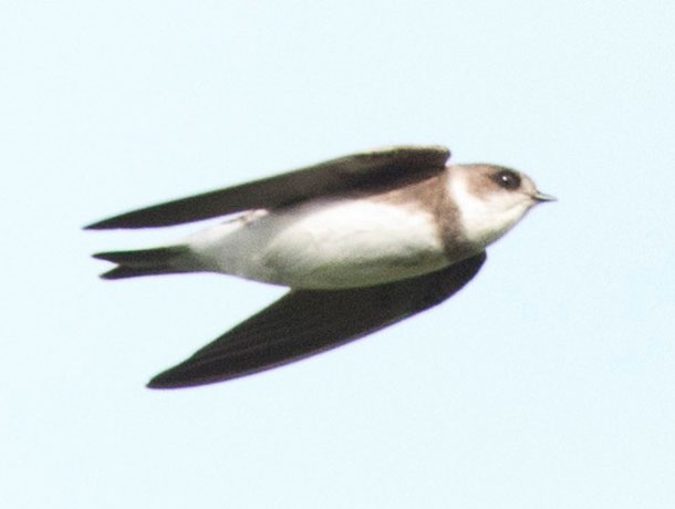 Flying Bank Swallow with wings tucked viewed from underneath