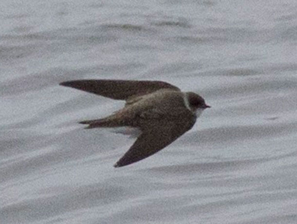 Bank Swallow viewed from above
