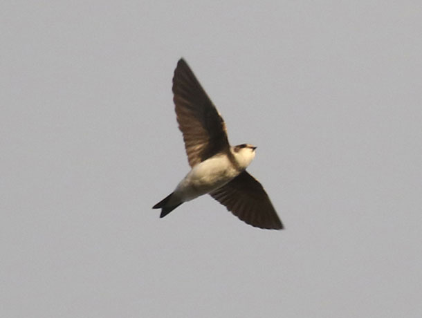 Bank Swallow viewed from below