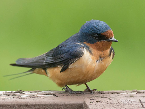 Barn Swallow perched, showing its front