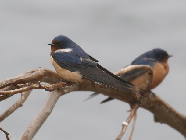 Two Barn Swallows perched on a branch