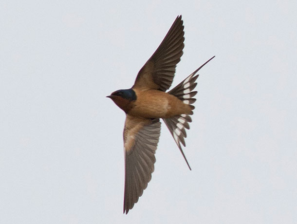 Flying Barn Swallow viewed from underneath