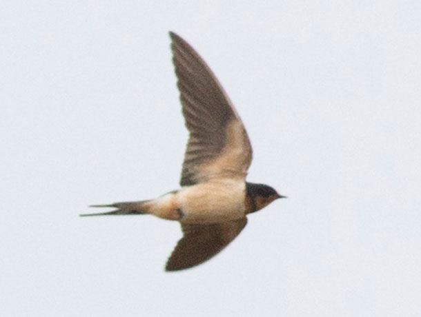 Flying Barn Swallow viewed from the side