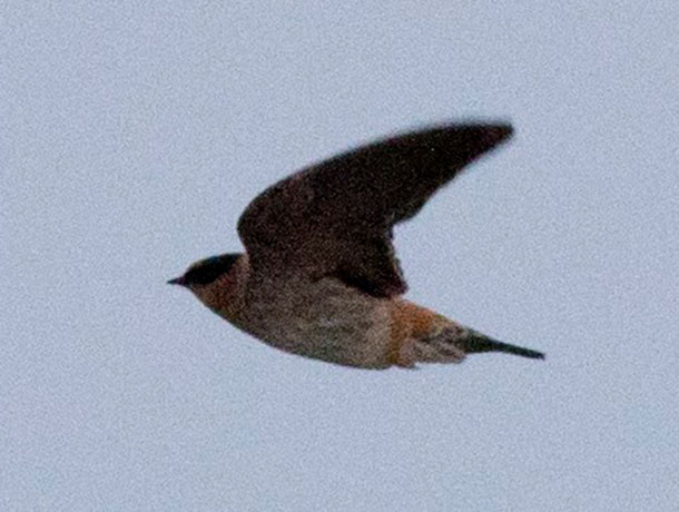 Flying Cave Swallow viewed from the side