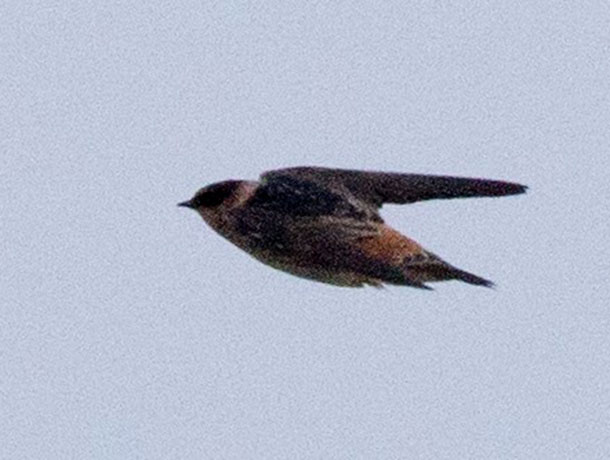 Flying Cave Swallow viewed from the side