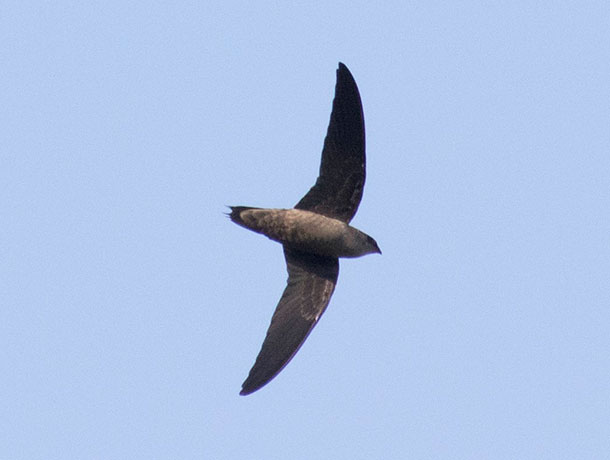 Flying Chimney Swift viewed from underneath