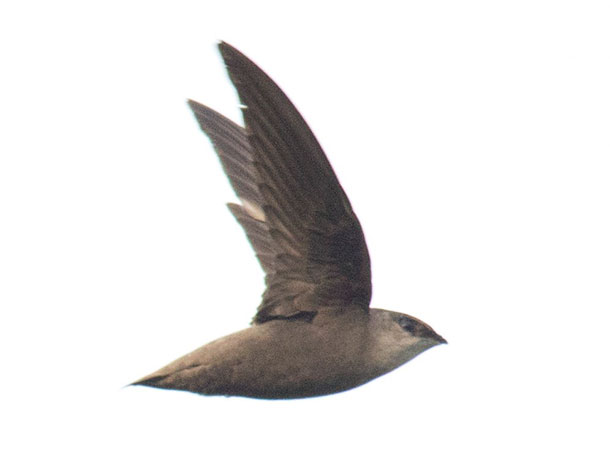 Flying Chimney Swift viewed from the side