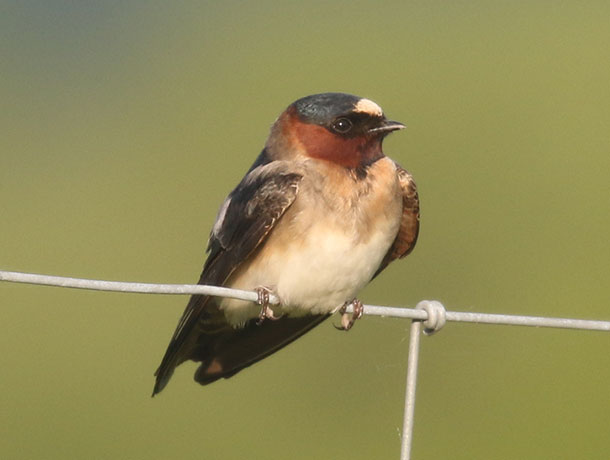 Cliff Swallow perched on a fence