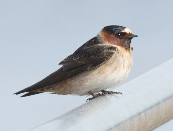 Cliff Swallow perched on a rail