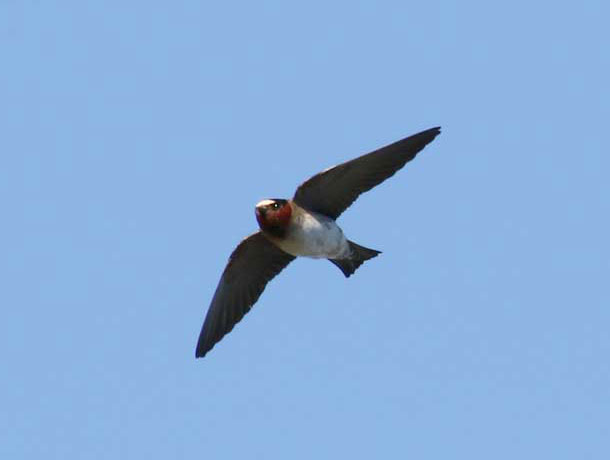 Flying Cliff Swallow