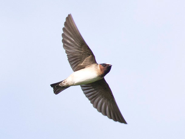 Flying Cliff Swallow viewed from below