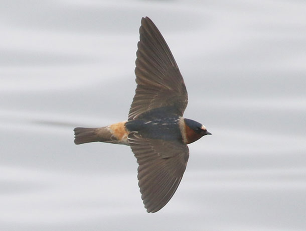 Flying Cliff Swallow viewed from above