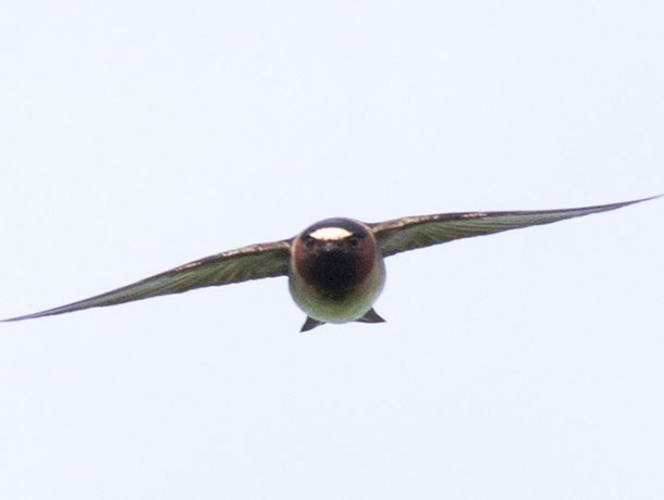 Flying Cliff Swallow head-on view