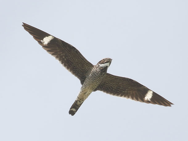 Flying Common Nighthawk viewed from below