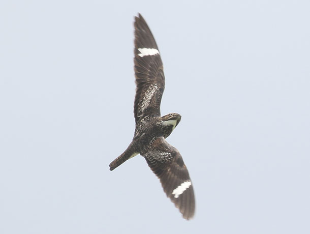 Flying Common Nighthawk banking to show upperside