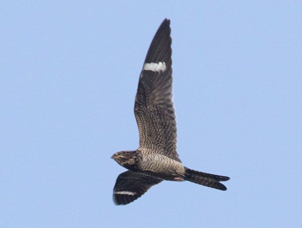 Flying Common Nighthawk viewed from below