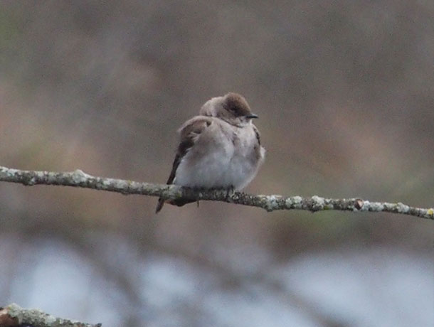 Northern Rough-winged Swallow perched on a branch viewed from the front