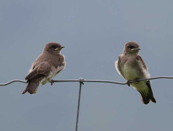 Young Northern Rough-winged Swallows perched on a fence