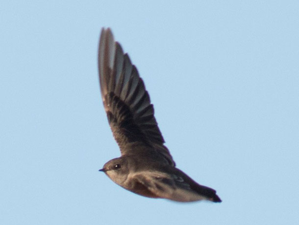 Flying Northern Rough-winged Swallow showing upperside