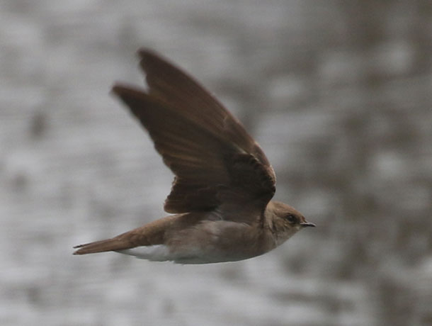 Flying Northern Rough-winged Swallow viewed from the side