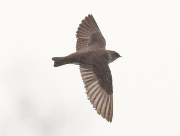 Top view of a Northern Rough-winged Swallow