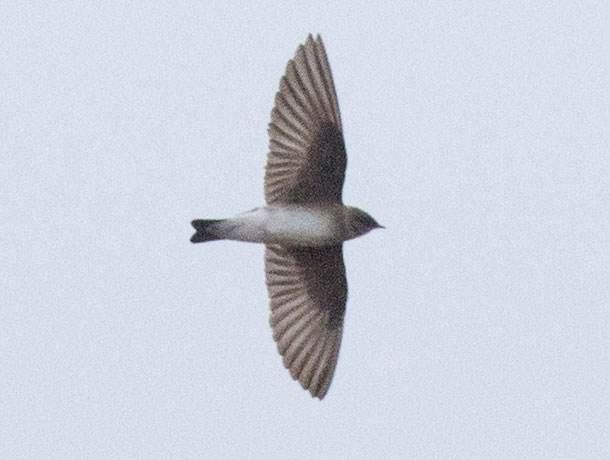 Underside view of Northern Rough-winged Swallow