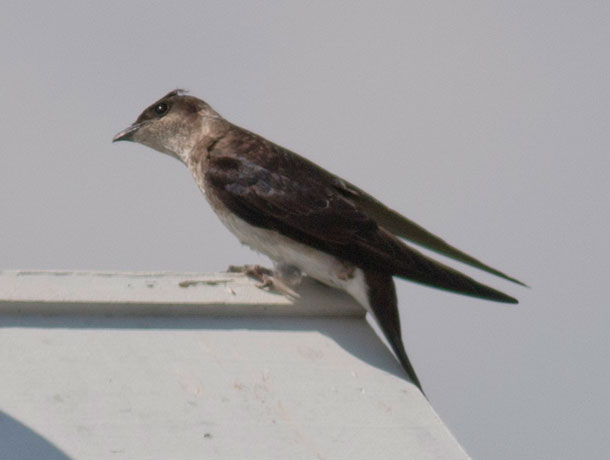 Purple Martin perched at a nesting colony