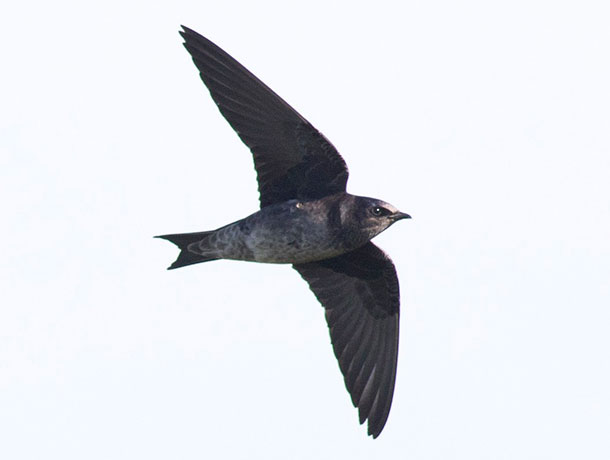 Flying Purple Martin viewed from underneath