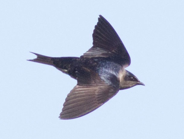 Flying Purple Martin viewed from above